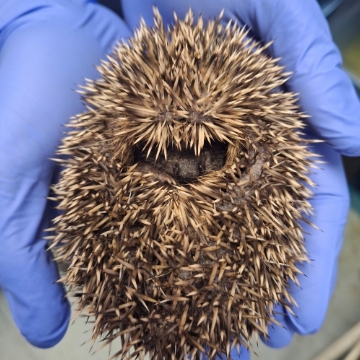 Image of a Hedghehog