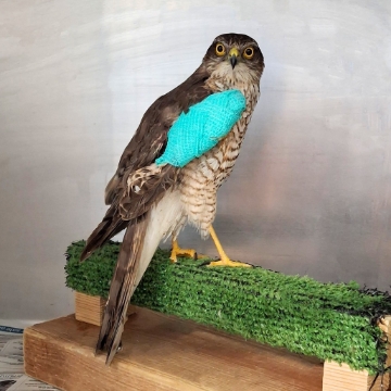 Image of a bird with a bandage