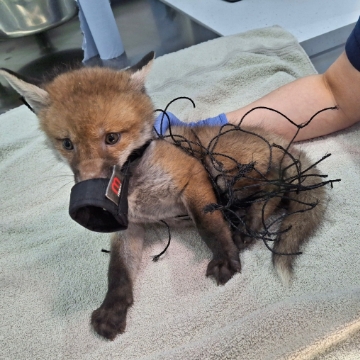 Image of a unwell fox