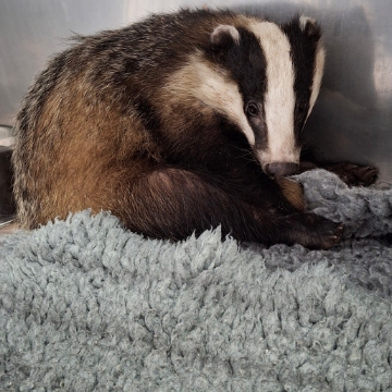 Image of a badger