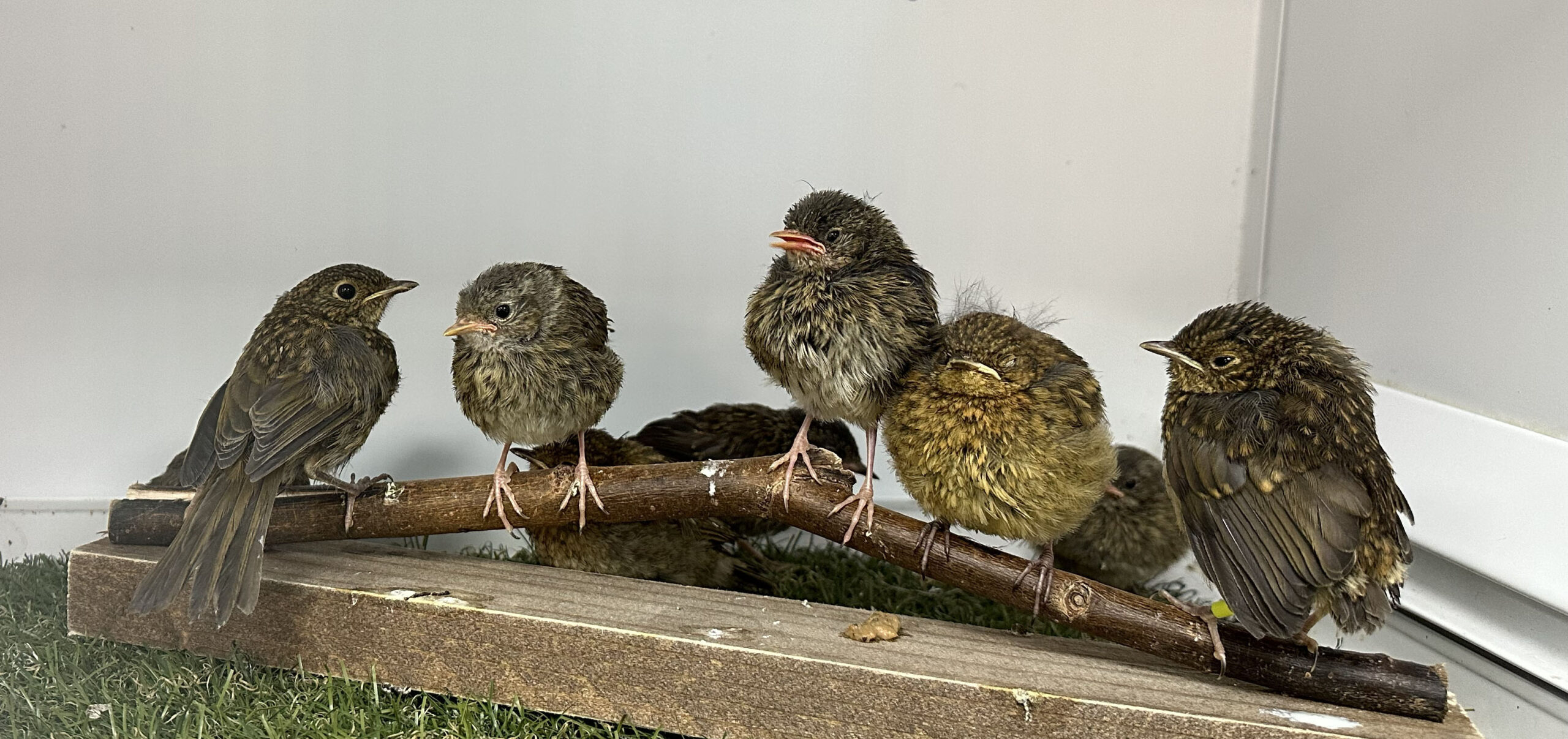 When to help a baby bird and when to leave them alone Card Image