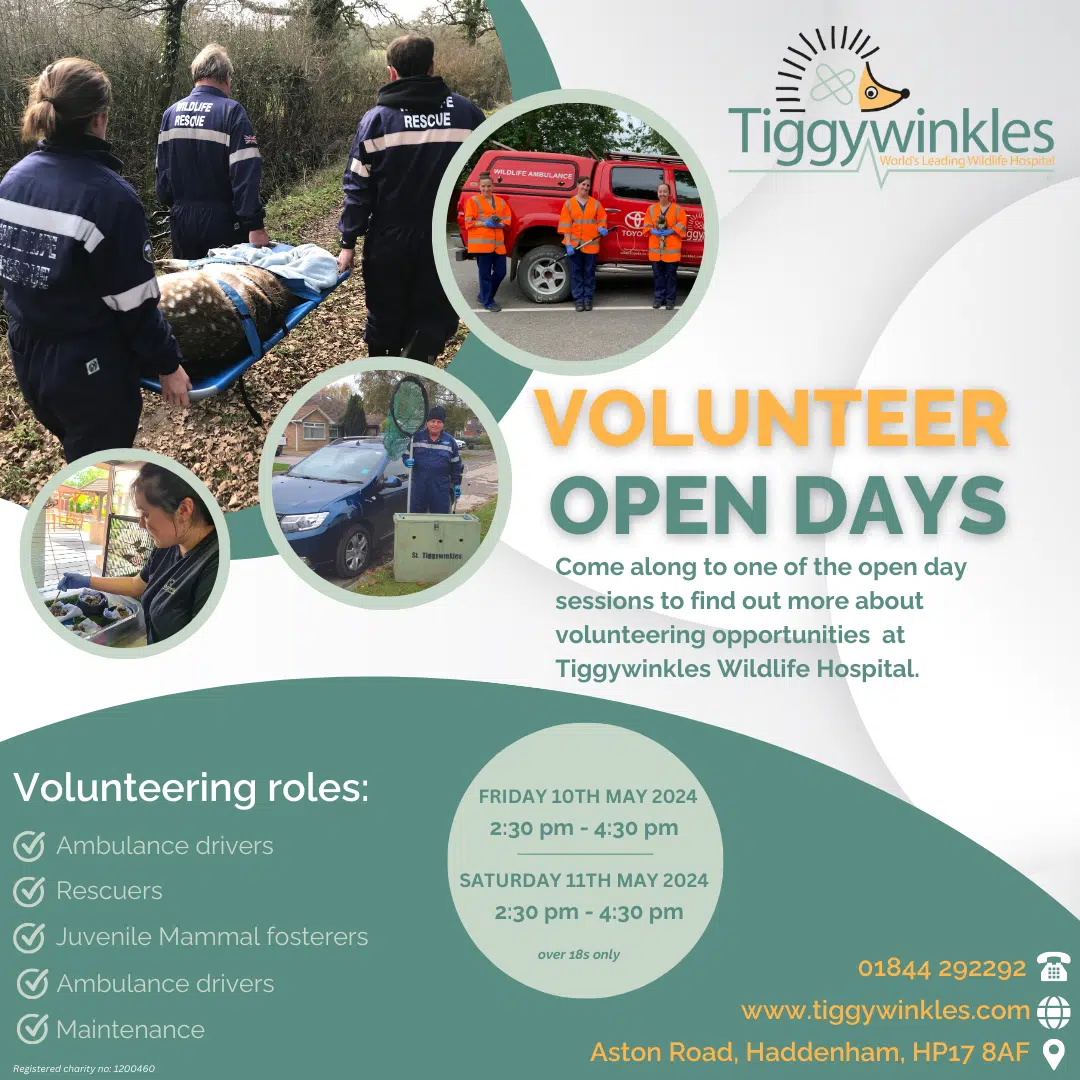 Tiggywinkles Volunteer Open Days Card Image