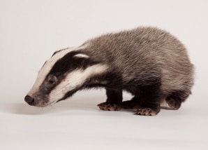 Badgers Card Image