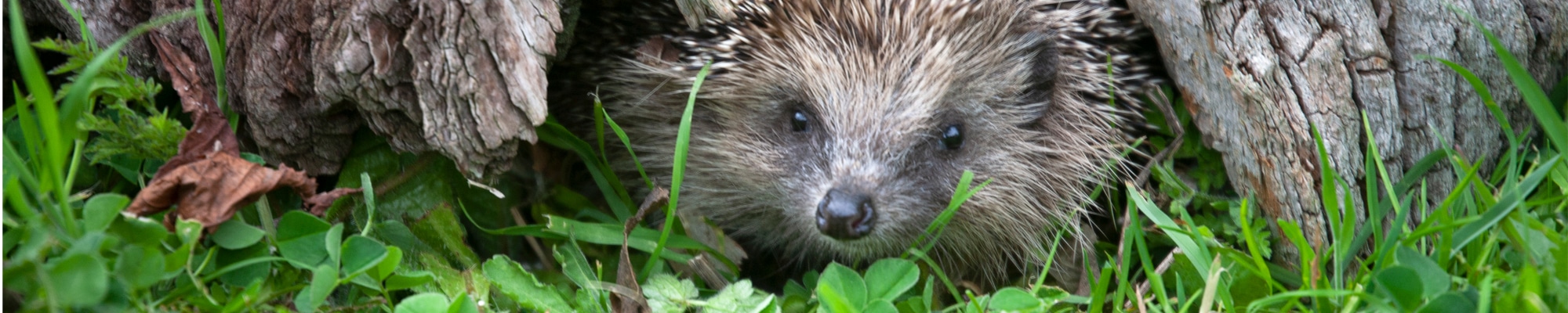 Hungry Hedgehogs Banner