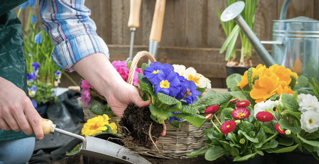 Do you have any flowers or bulbs you can donate to us? Banner