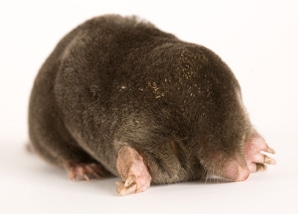 Moles Card Image