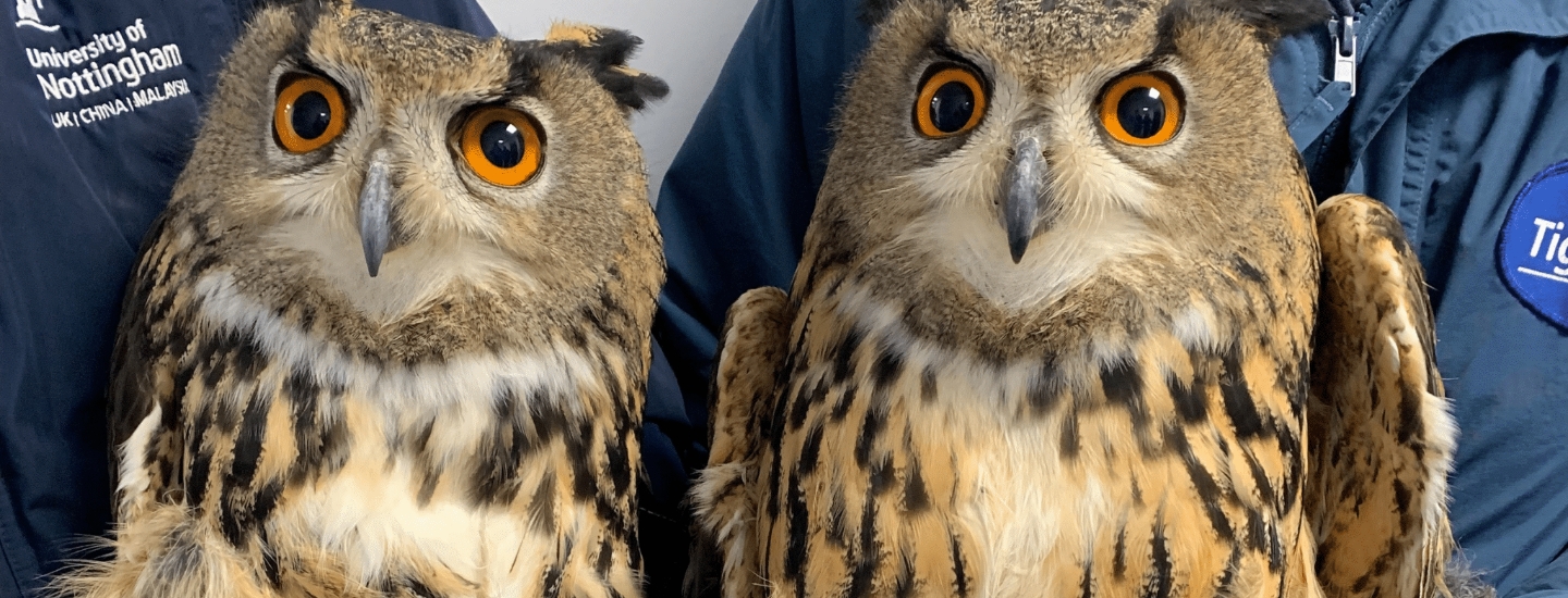 European Eagle Owls at Tiggywinkles Banner