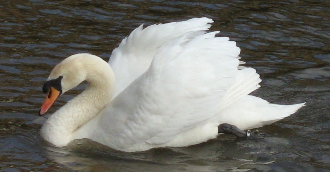 Swan & Cygnet Rescue Card Image