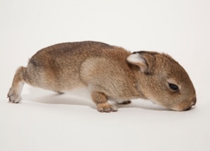 Wild Rabbits and Hares Banner