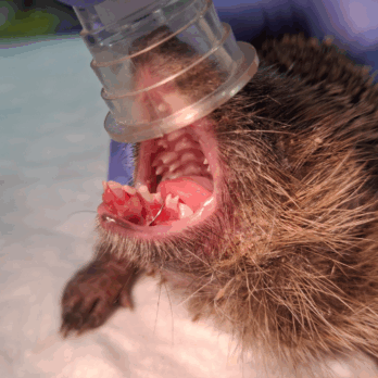 hedgehog having dental treatment at tiggywinkles wildlife hospital
