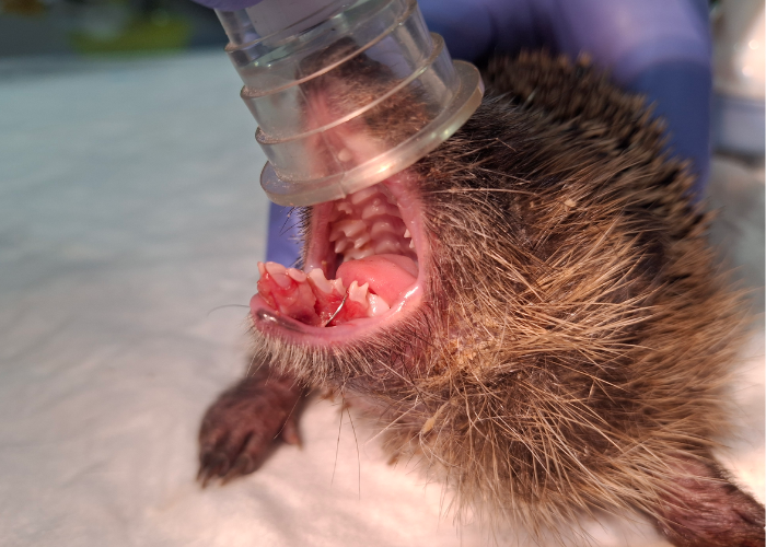 hedgehog having dental treatment at tiggywinkles wildlife hospital