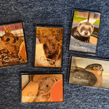 Tiggywinkles Fridge Magnet