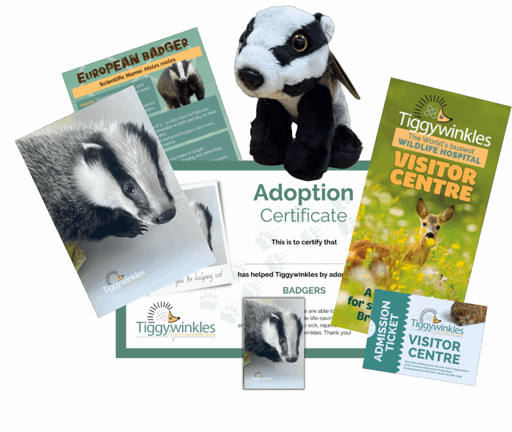 badger adoption pack contents with cuddly toy 