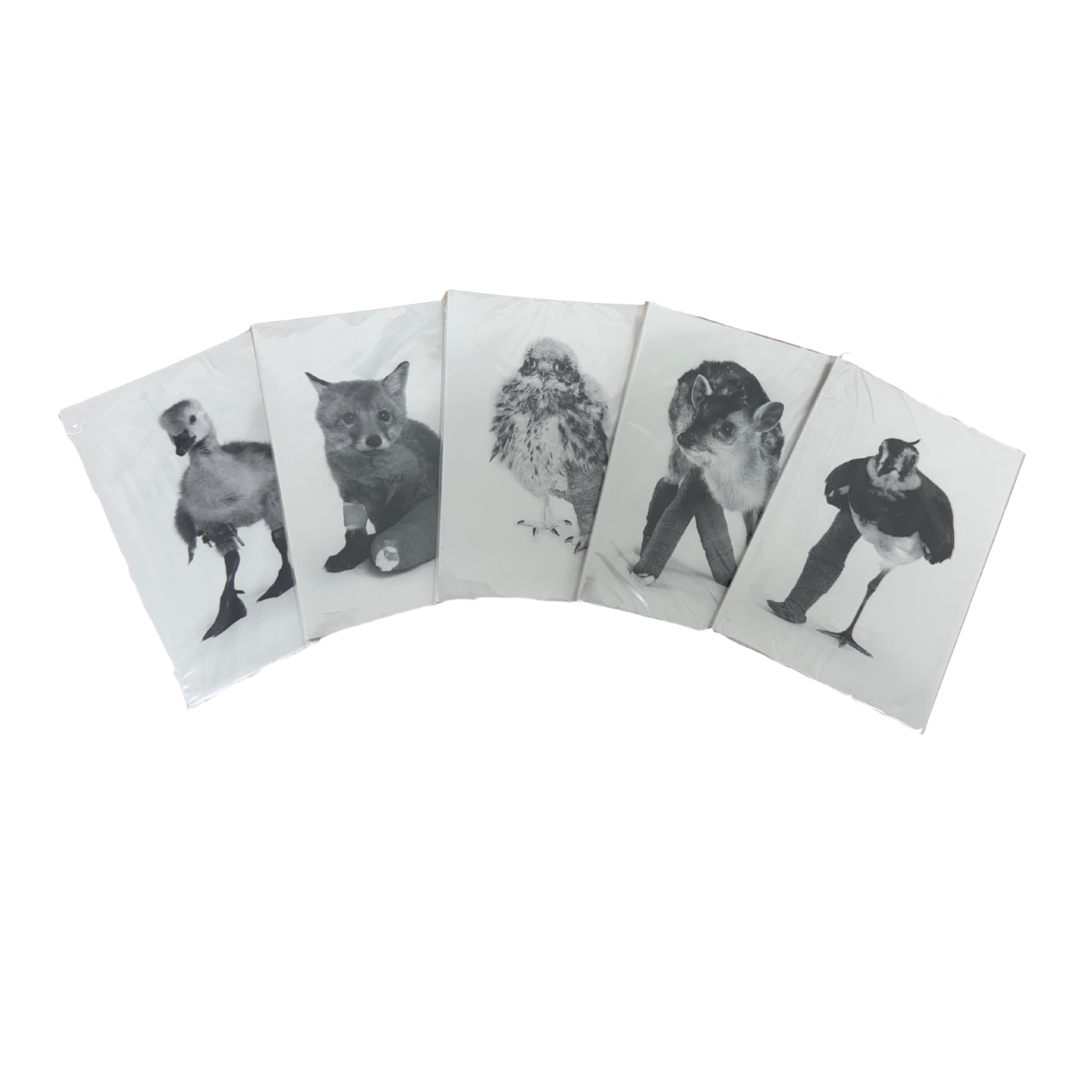 Black and White Postcards