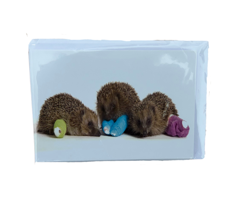Hedgehog Greetings Cards