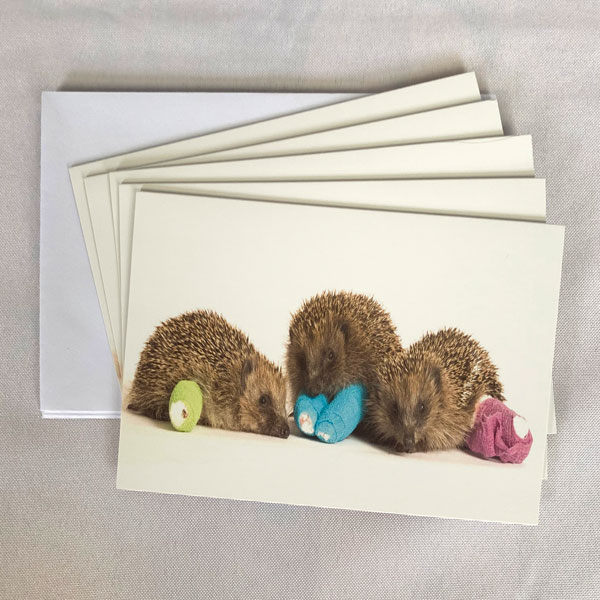 Hedgehog Cards