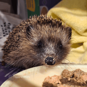 Christmas Dinner for a hedgehog at tiggywinkles