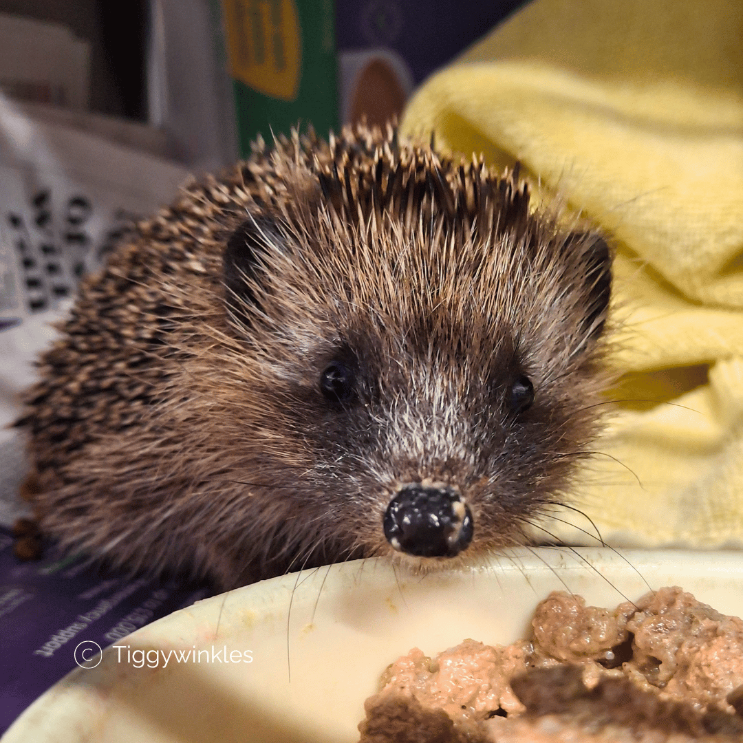 Christmas Dinner for a hedgehog at tiggywinkles