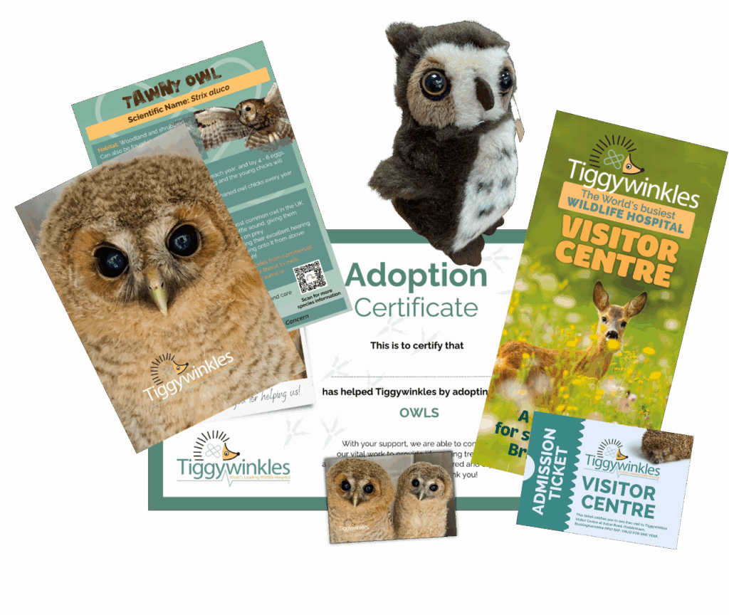 owl adoption gift pack