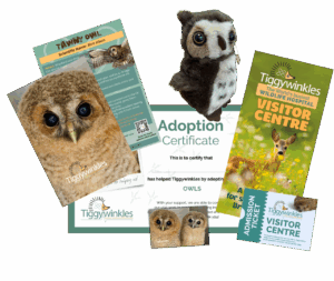 owl adoption gift pack