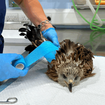 red kite having its wing bandaged by wildlife nurse