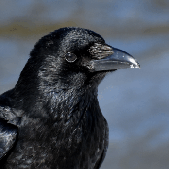 raven british wildlife