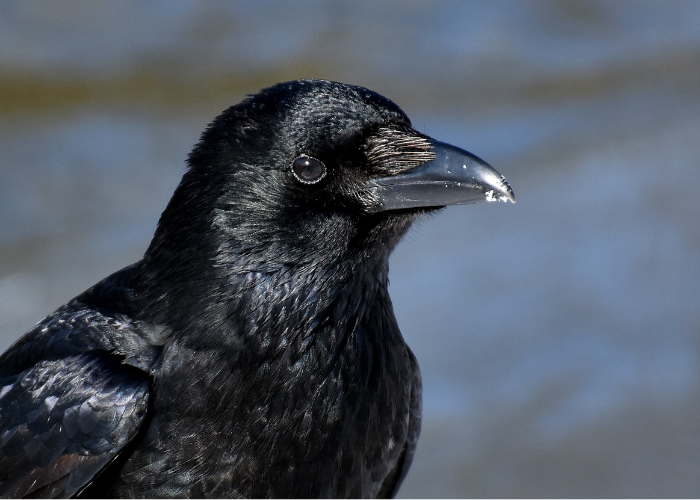 raven british wildlife