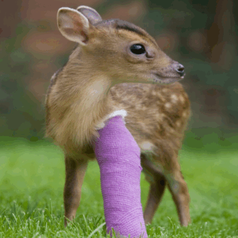 deer patient with bandaged leg at tiggywinkles