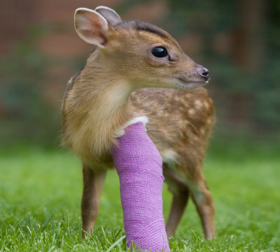 deer patient with bandaged leg at tiggywinkles