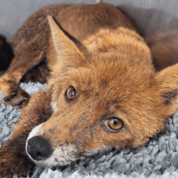 fox being treated at tiggywinkles wildlife hospital