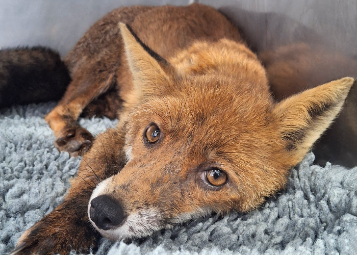 fox being treated at tiggywinkles wildlife hospital