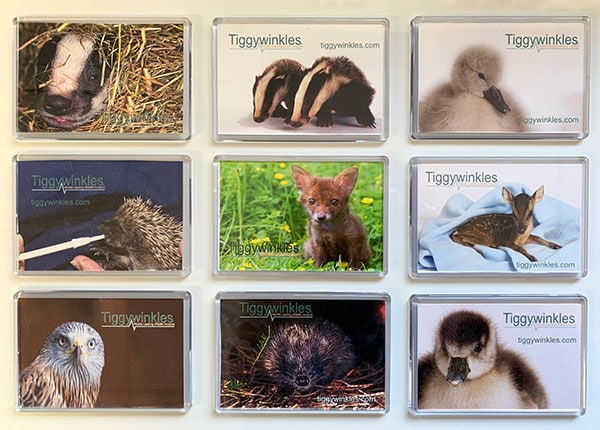 Tiggywinkles Fridge Magnet