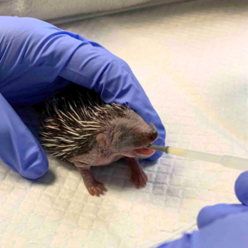 baby hedgehog being fed by a wildlife nurse