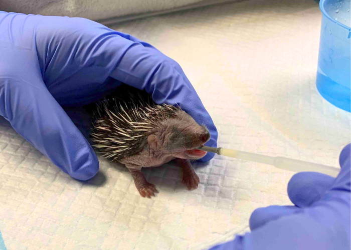 £20 Monthly Donation