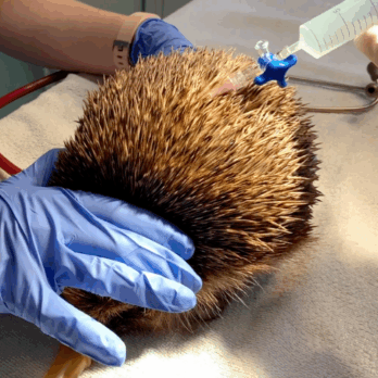 hedgehog being treated for balloon syndrome at tiggywinkles wildlife hospital
