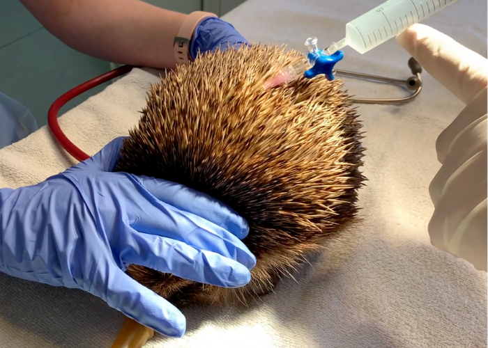 hedgehog being treated for balloon syndrome at tiggywinkles wildlife hospital
