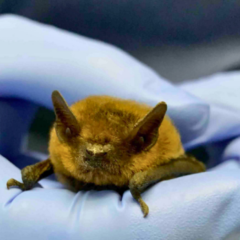 bat patient at tiggywinkles wildlife hospital