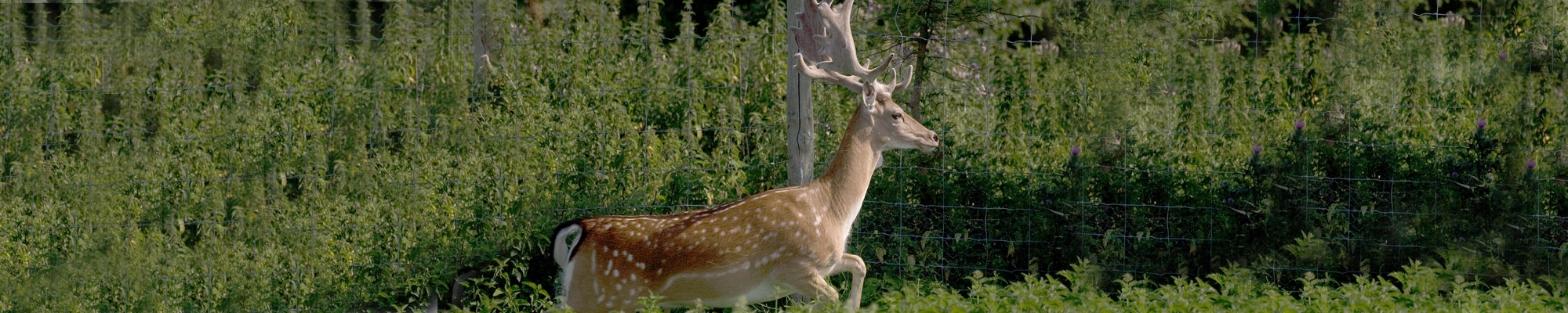 Deer Banner