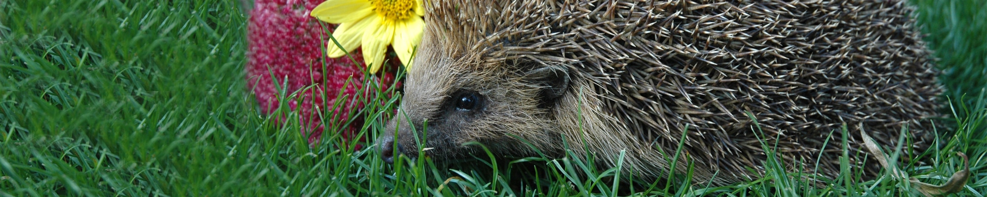 Female Hedgehog Card Image