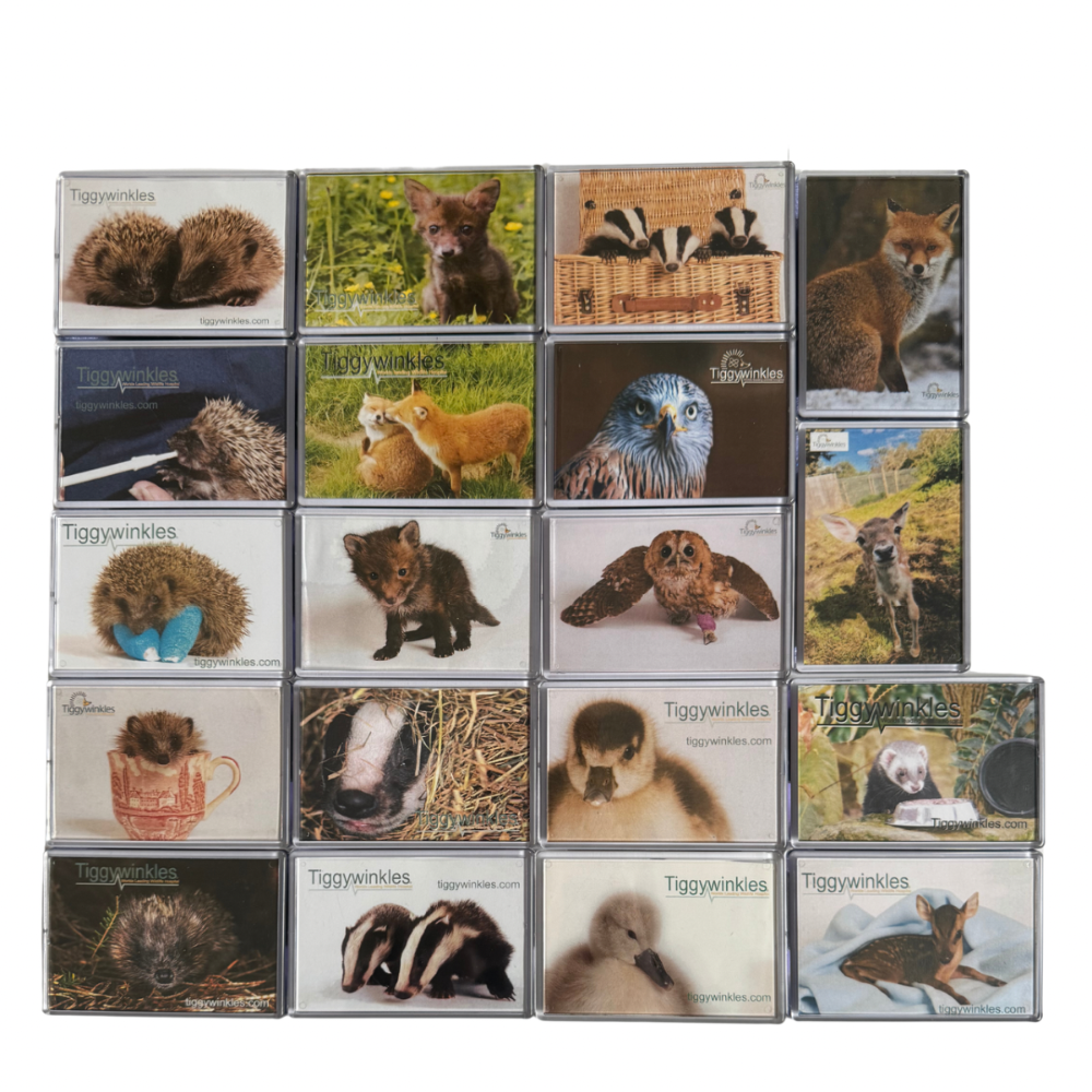 Tiggywinkles Fridge Magnet