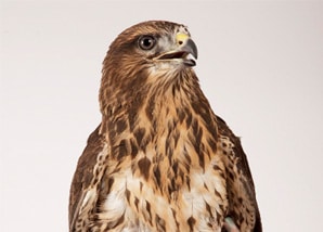 Bird of Prey Monthly Direct Debit Adoption