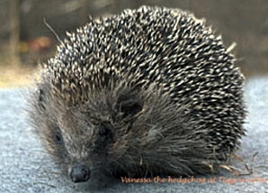 Male Hedgehog Monthly Direct Debit Adoption