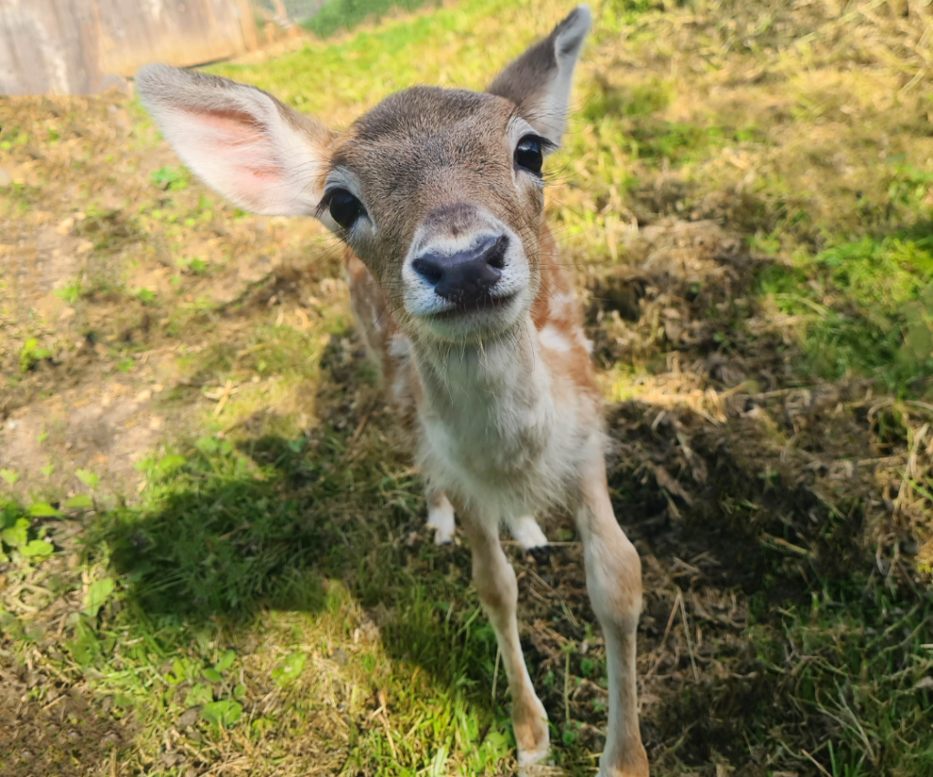 Tiggywinkles wildlife hospital in haddenham buckinghamshire