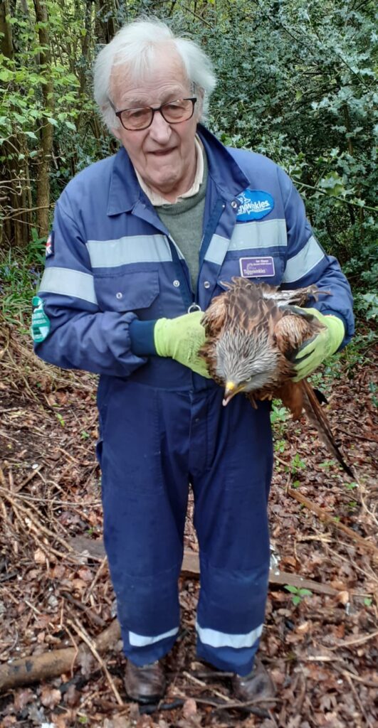 Tiggywinkles wildlife hospital volunteer rescuer