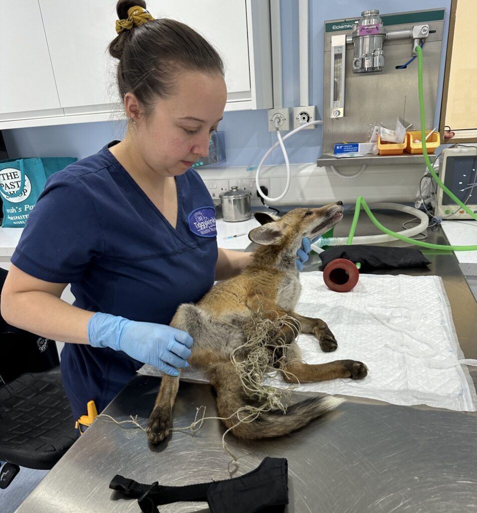 Fox tangled in plastic netting
