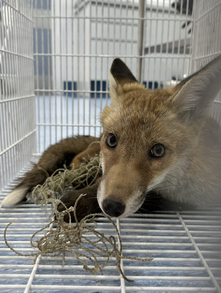 fox tangled in plastic netting