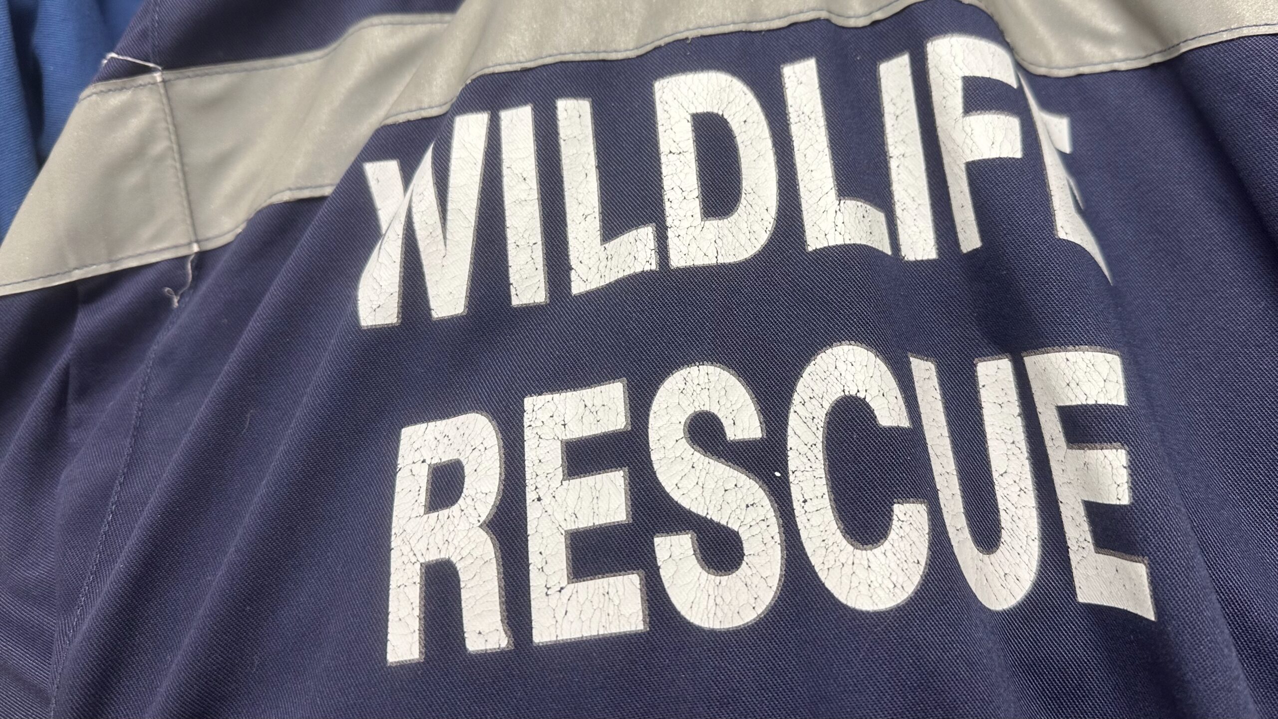 Volunteer Focus Card Image