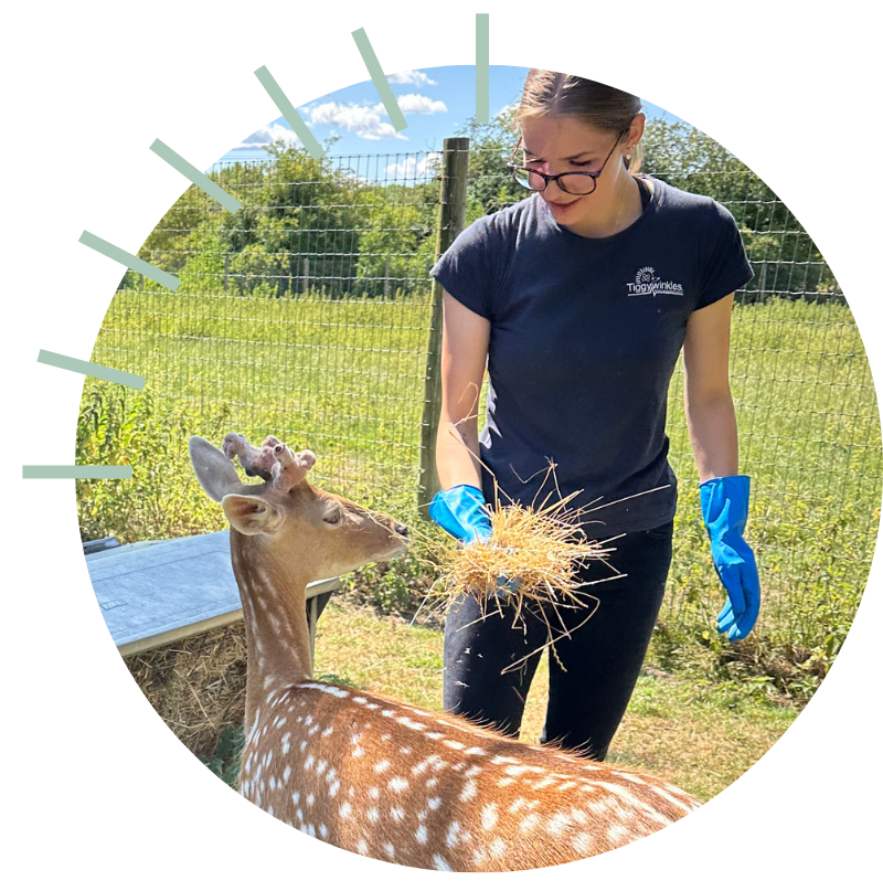 Tiggywinkles education student feeding a rescued deer