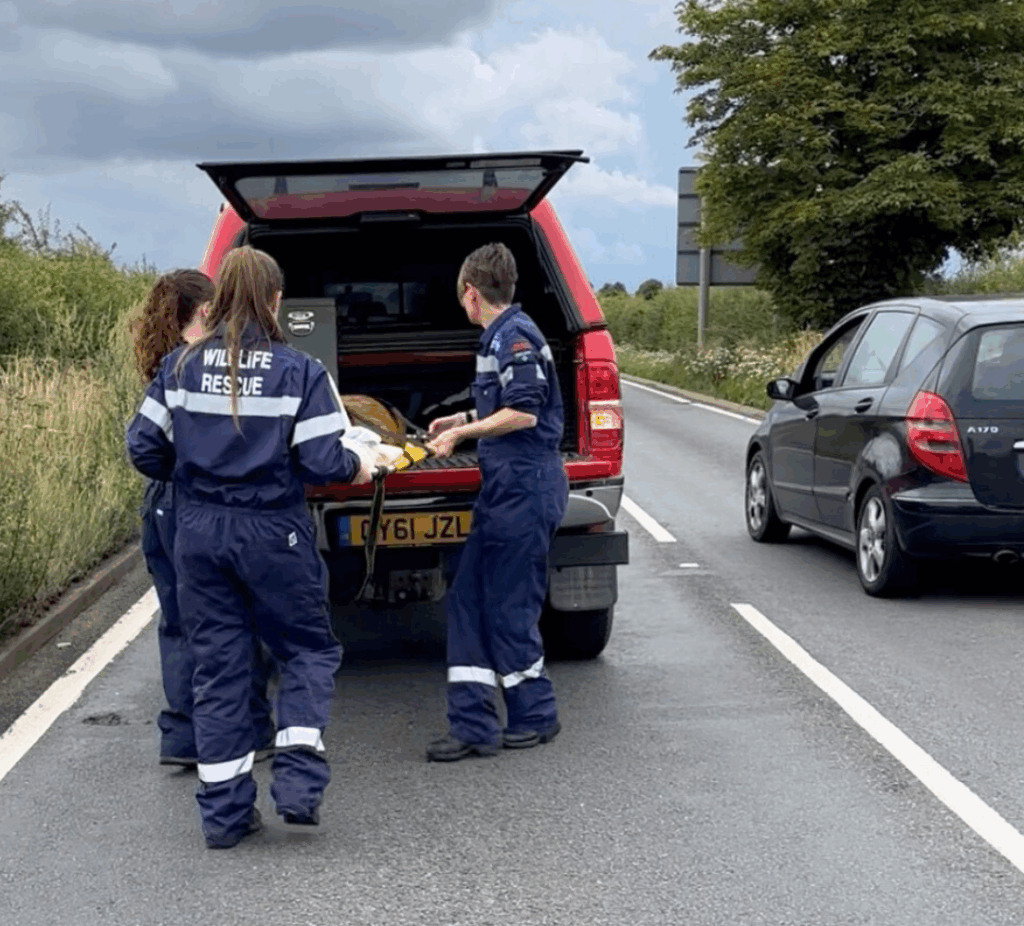 deer casualty being rescued on a busy road