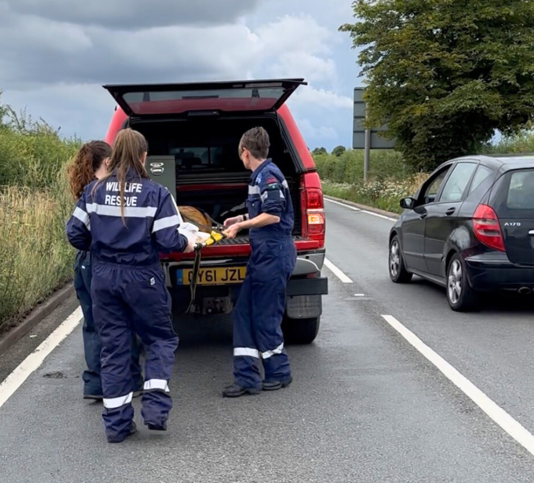 Slow Down for Wildlife Card Image